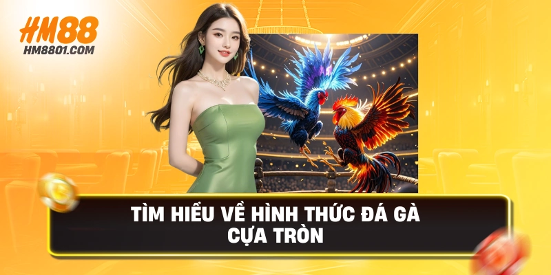 Tìm hiểu về hình thức đá gà cựa tròn